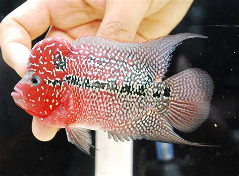 Flowerhorn Cichlid Fish .